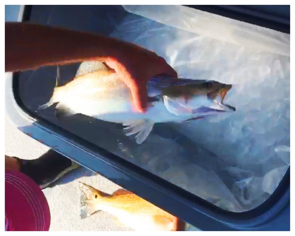 Liner 15 - Plastic Liner for the Inside of Coolers (3 pack)